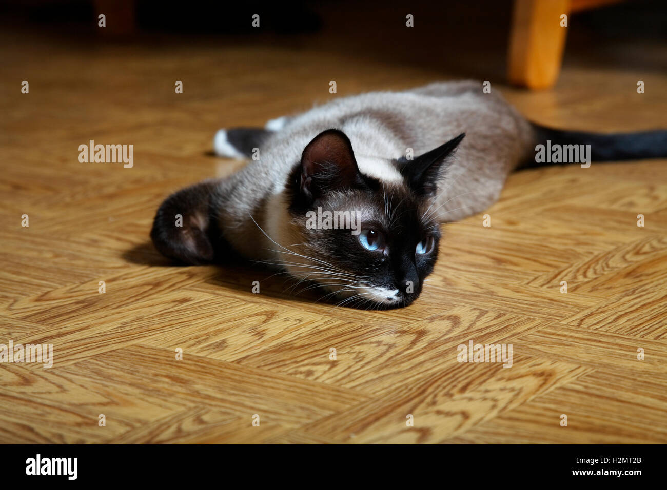 Snowshoe lynx cheap point siamese