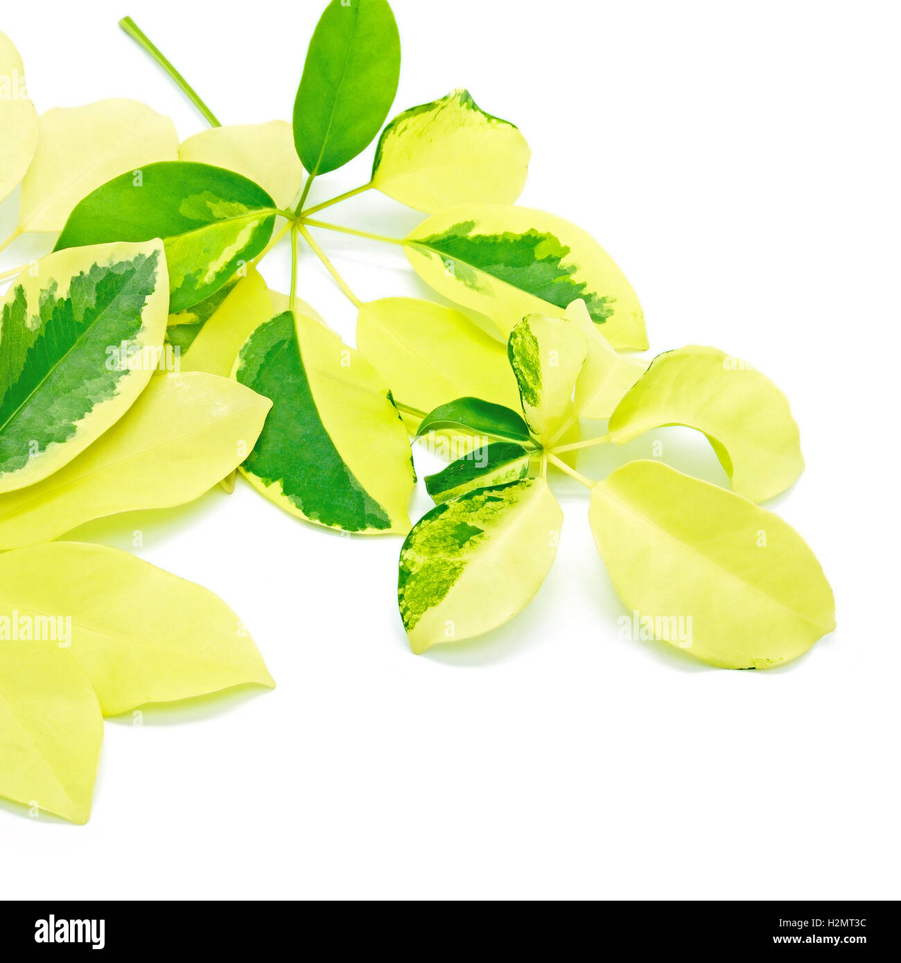 Umbrella Tree Stock Photo Alamy