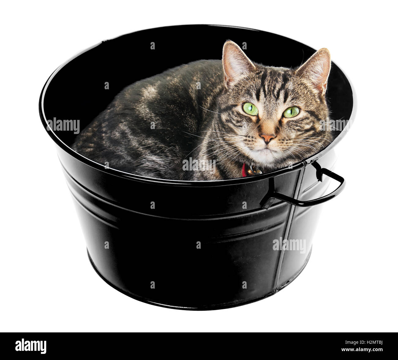 Tub Full of Tabby Stock Photo