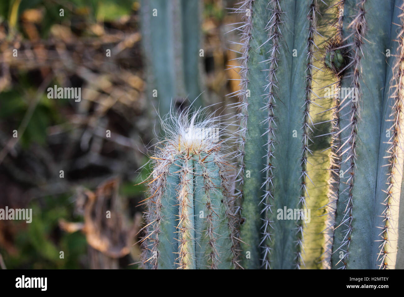 Specie of cactus Pilosocereus Ulei, also known as White Head Cactus. This type of cactus is only found in the region of Cabo Fri Stock Photo
