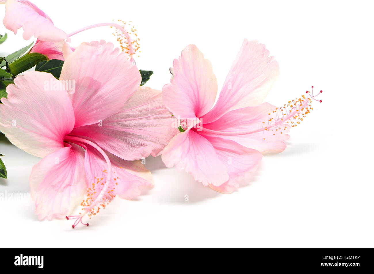 Tahitian hibiscus flower hi-res stock photography and images - Alamy