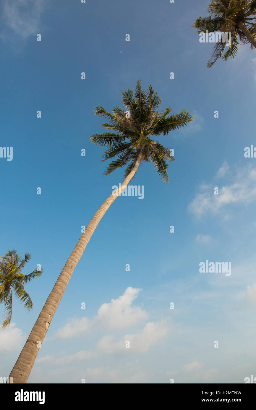 Beautiful palm trees on blue sky background Stock Photo - Alamy