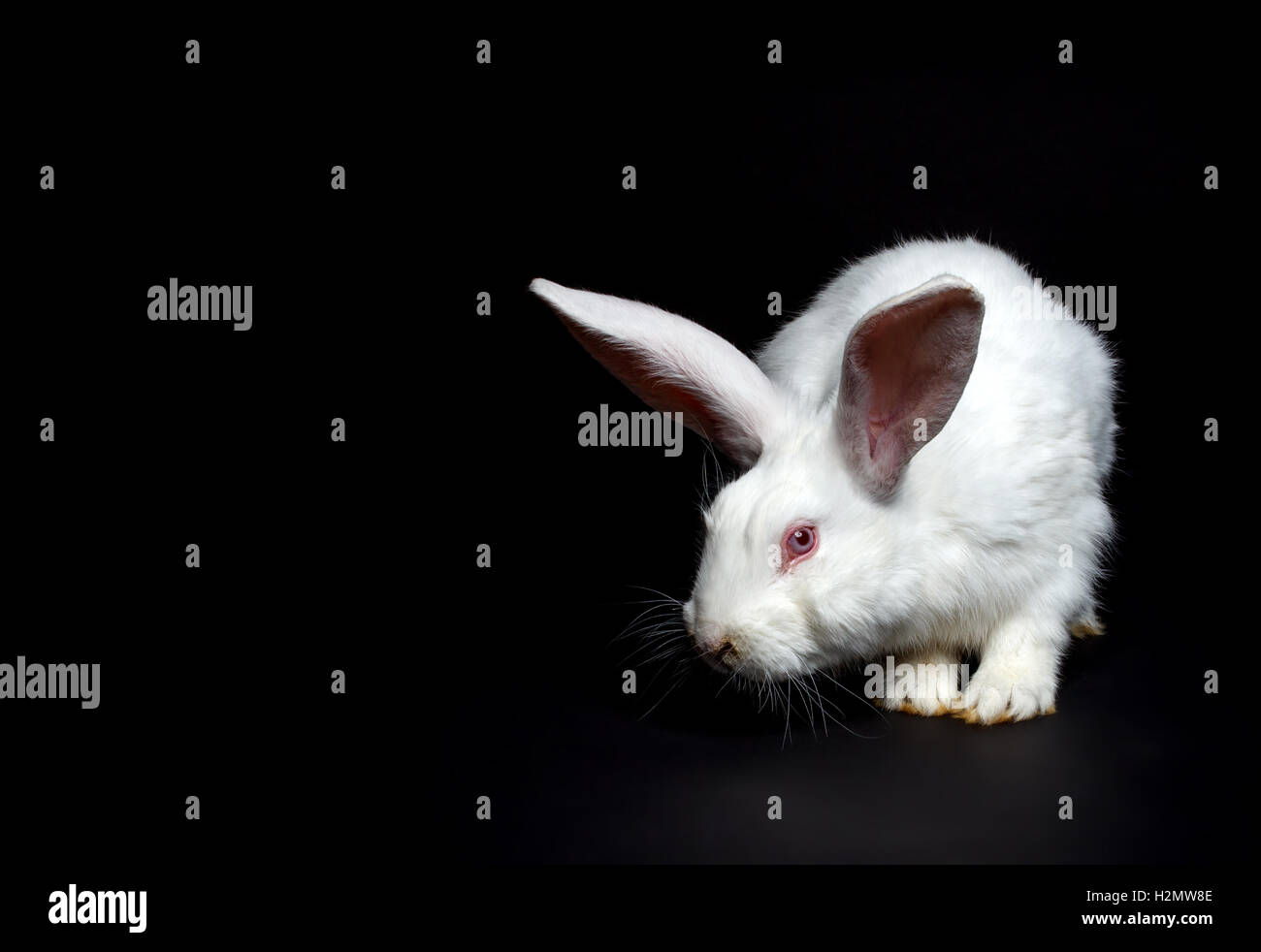 Little live pets hi-res stock photography and images - Alamy