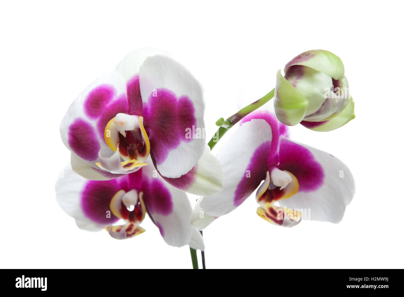 Hybrid Orchids Stock Photo