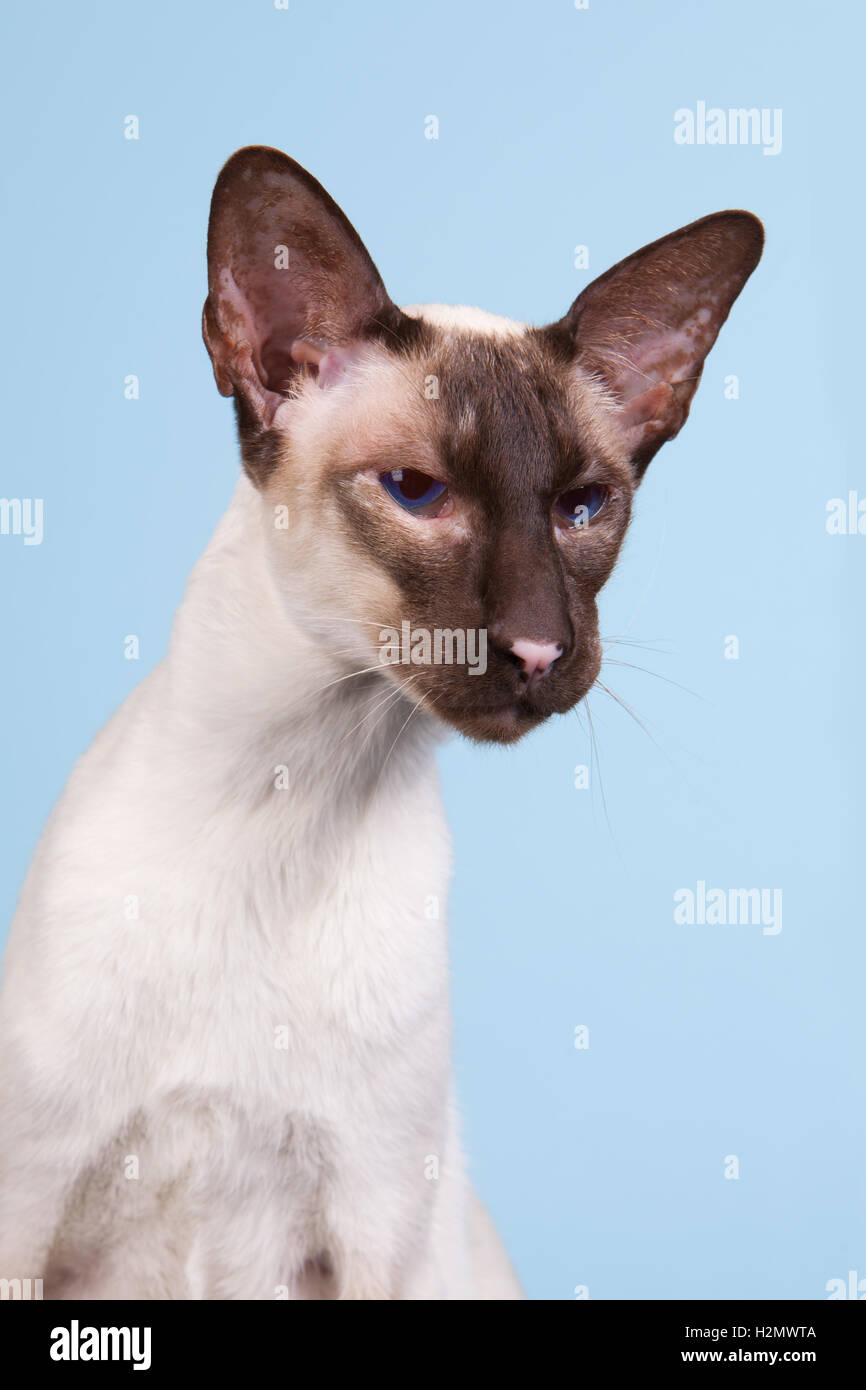 Siamese cat Stock Photo