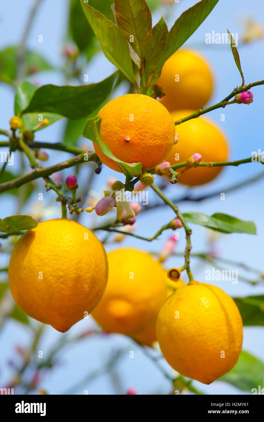 Lemon growing on lemon tree Stock Photo Alamy