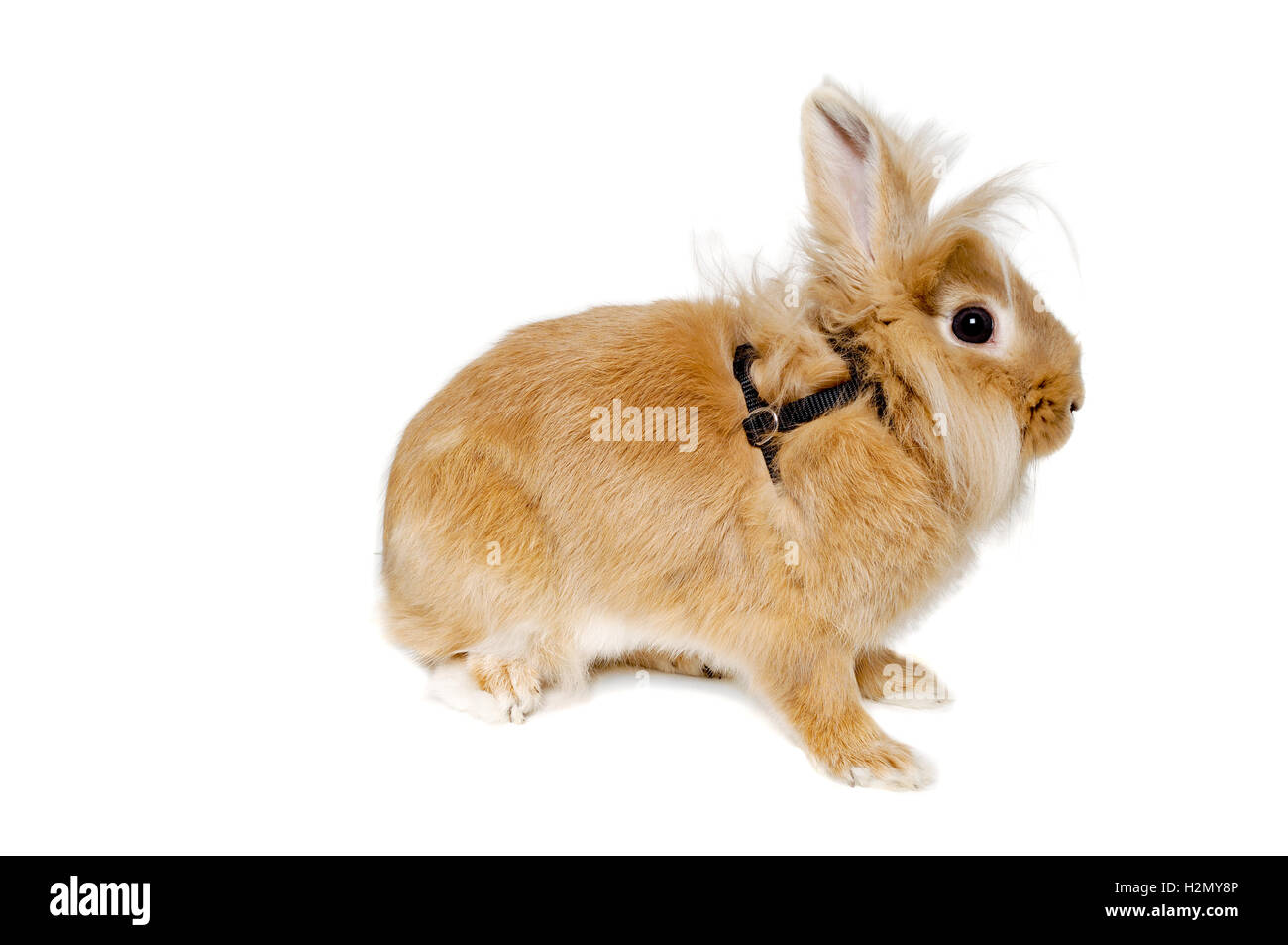 Rabbit isolated on white background Stock Photo