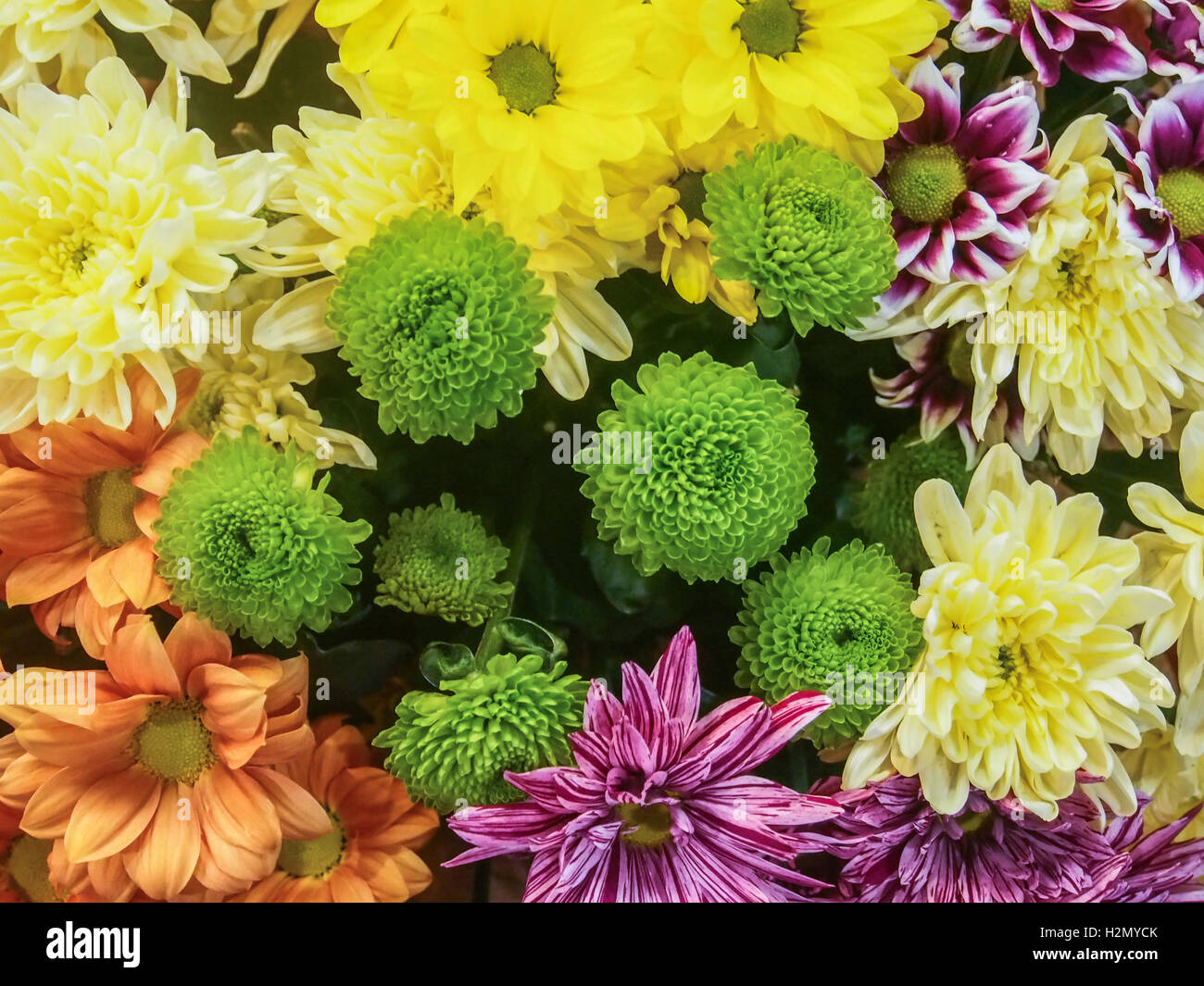 chrysanthemum flowers wallpaper background Stock Photo - Alamy