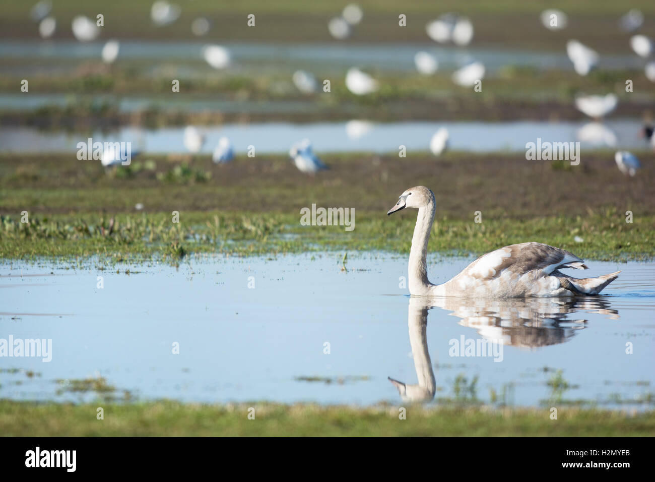 Young mute swan Stock Photo