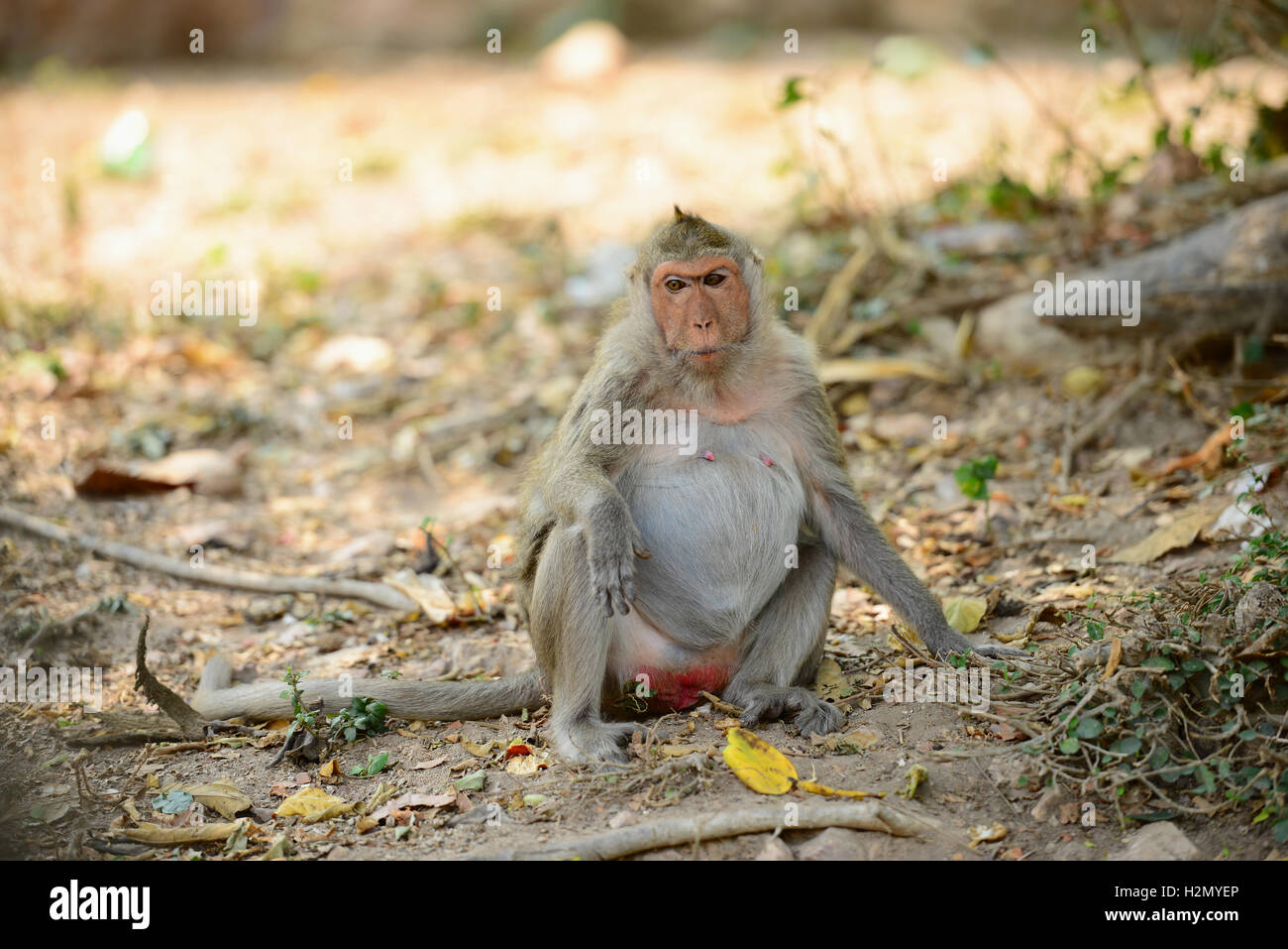 Fat monkey Stock Photo