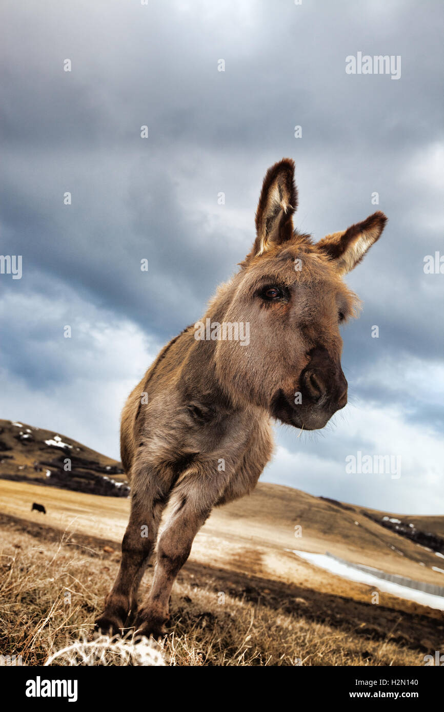 Small Floppy Donkey main image 0