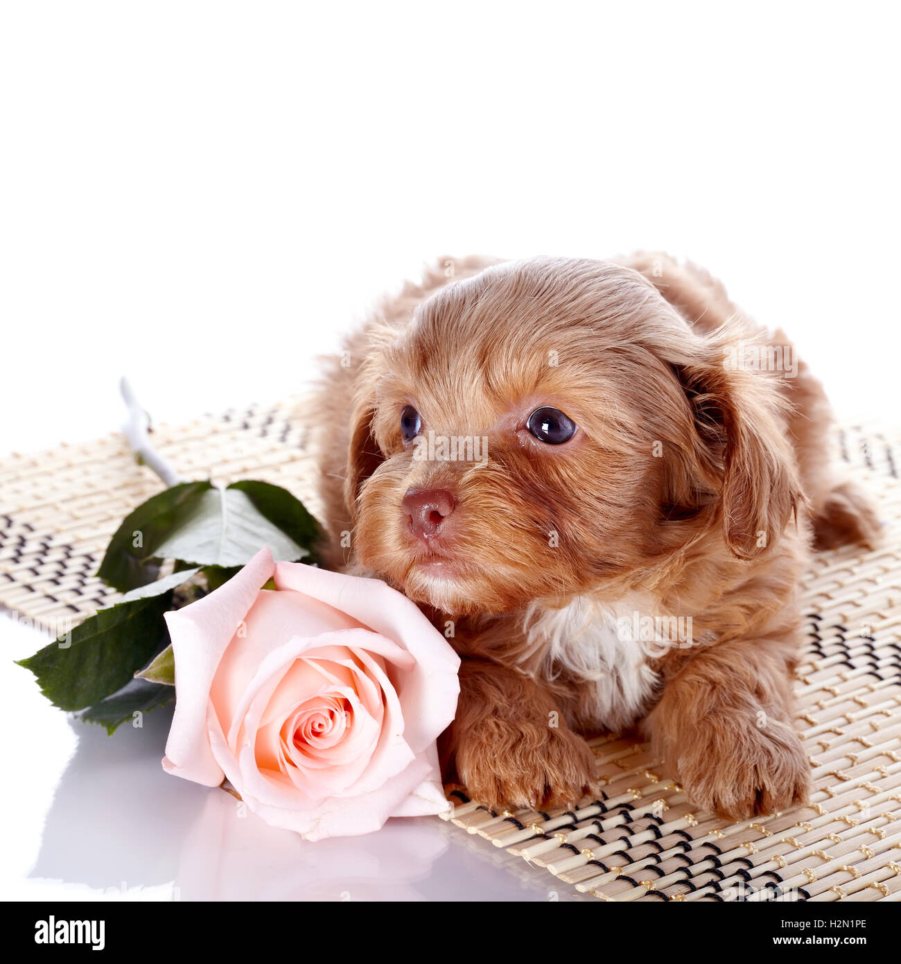 Puppy on a rug with a rose Stock Photo Alamy