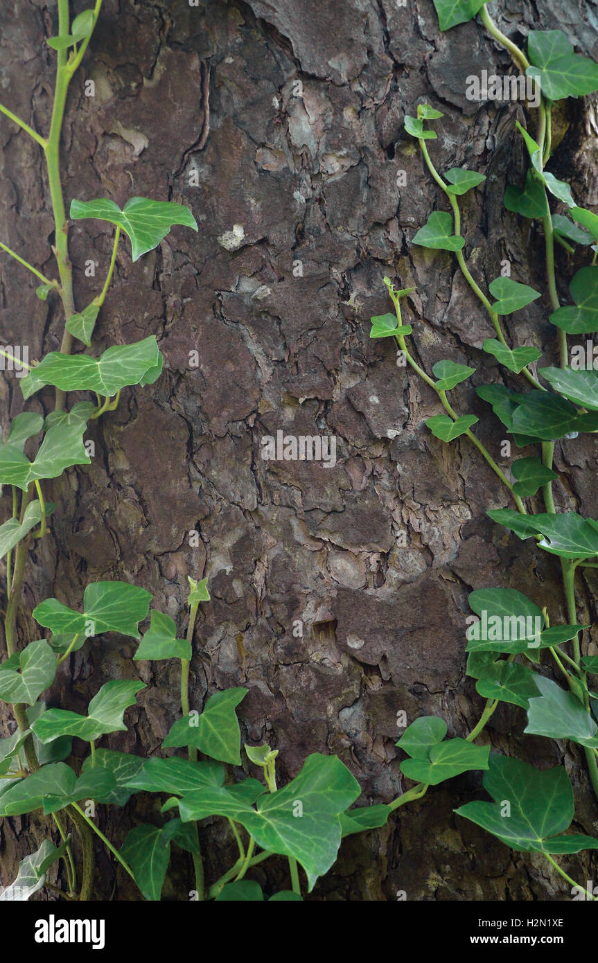 Climbing common Baltic ivy stems, hedera helix L. var. baltica, fresh new young evergreen creeper leaves large detailed vertical Stock Photo