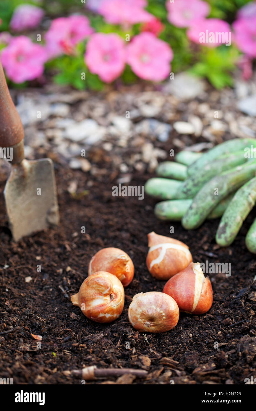 Annuals bulbs perennials hires stock photography and images Alamy