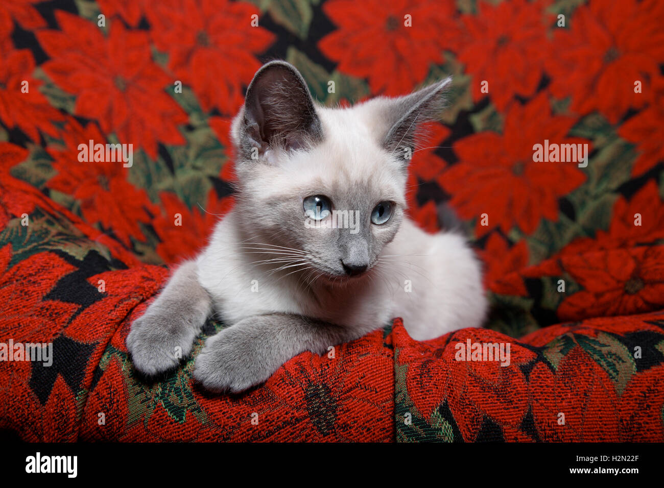 Christmas Siamese Stock Photo