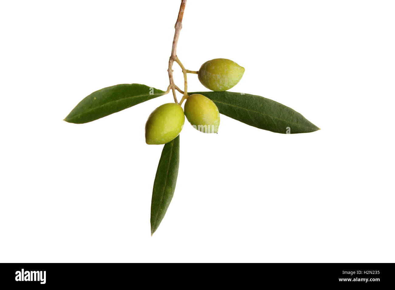 Sicily olive tree Cut Out Stock Images & Pictures - Alamy