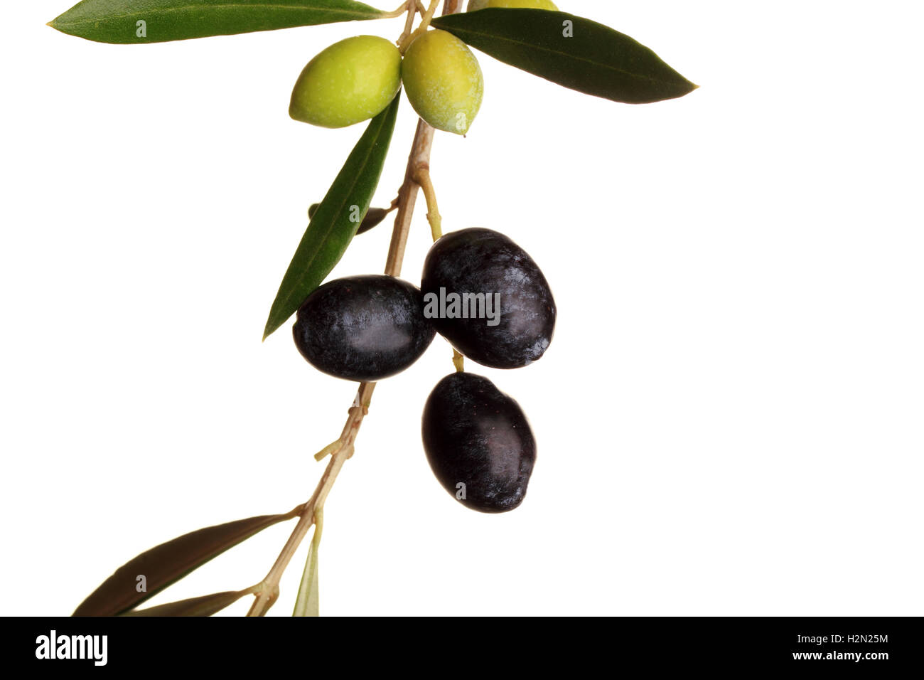 Black and green olives on branch with leaves over white background ...