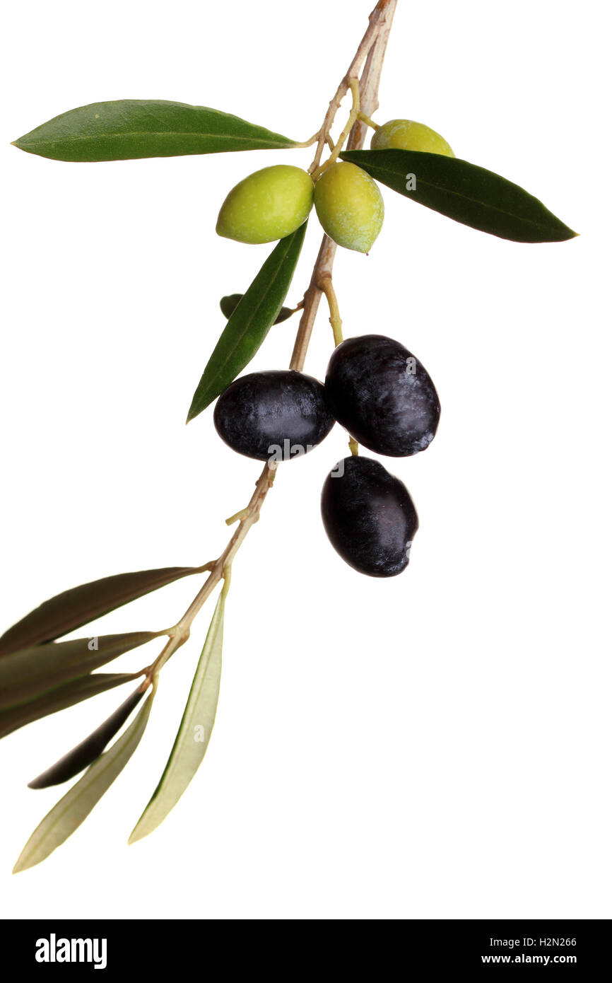 Black and green olives on branch with leaves over white background ...