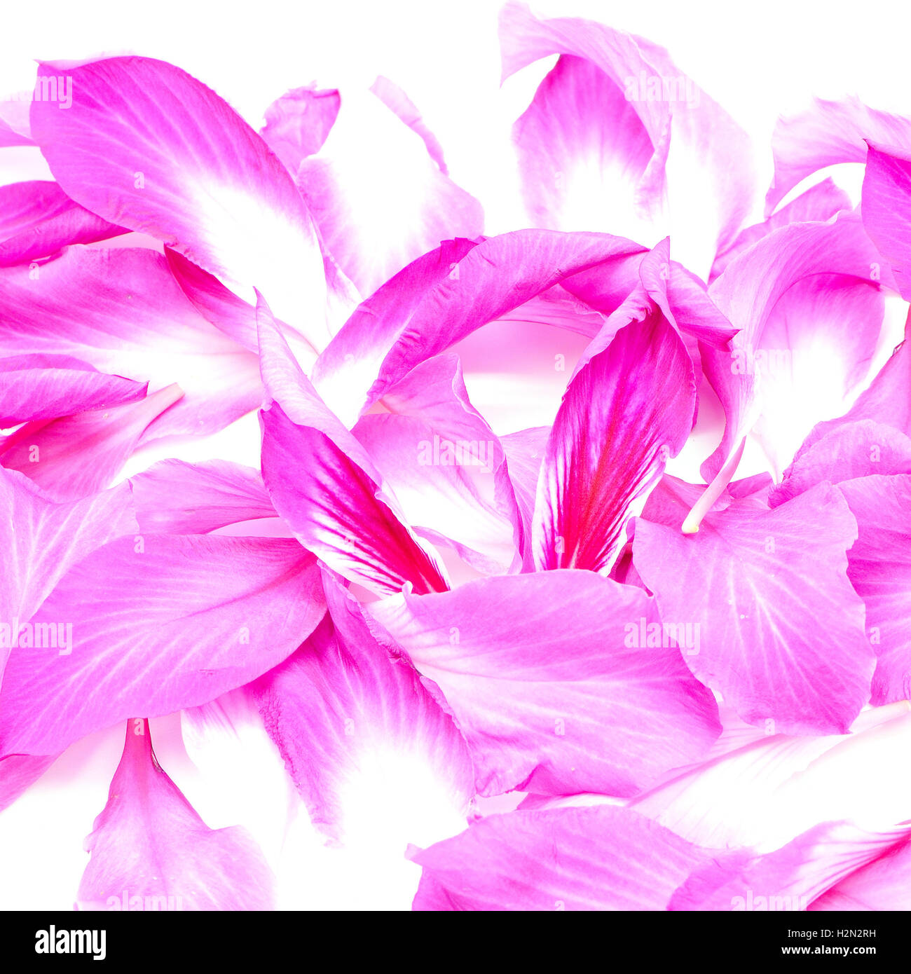 Bauhinia garden hires stock photography and images Alamy