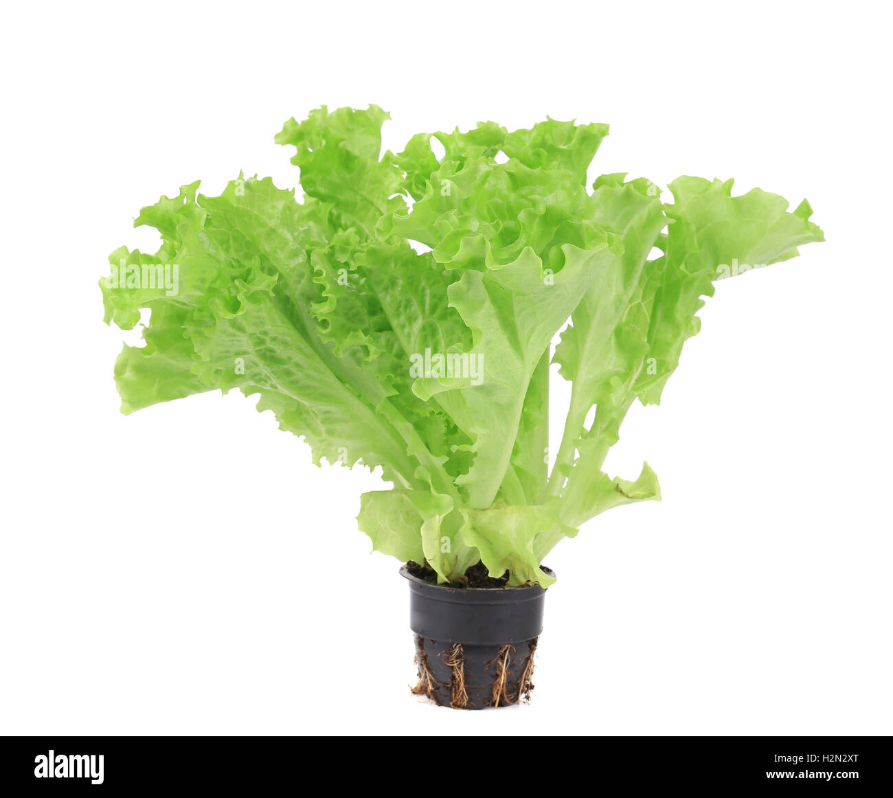 Lettuce in a pot Stock Photo Alamy