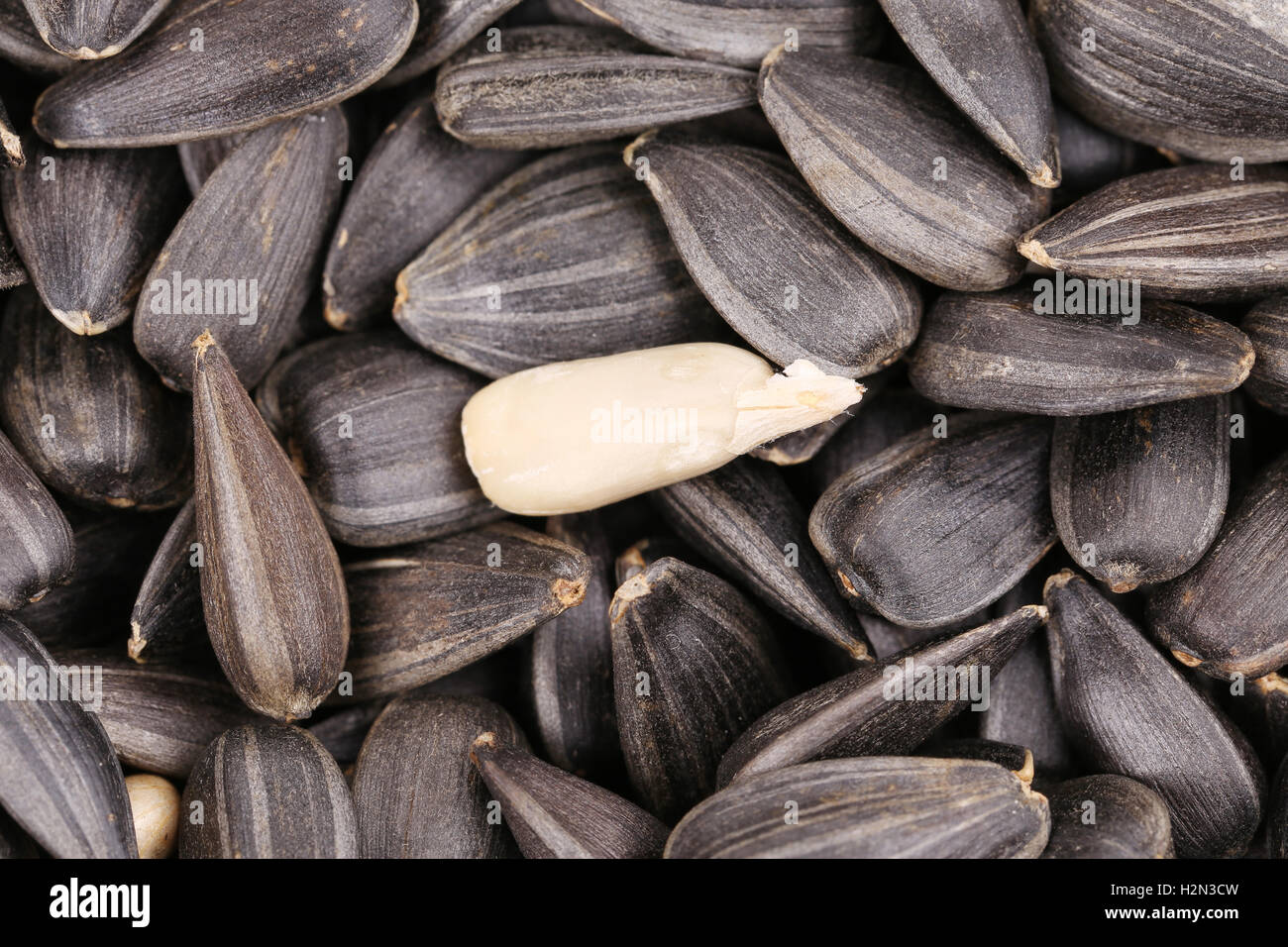 Sunflower seeds in shell and one peeled Stock Photo Alamy