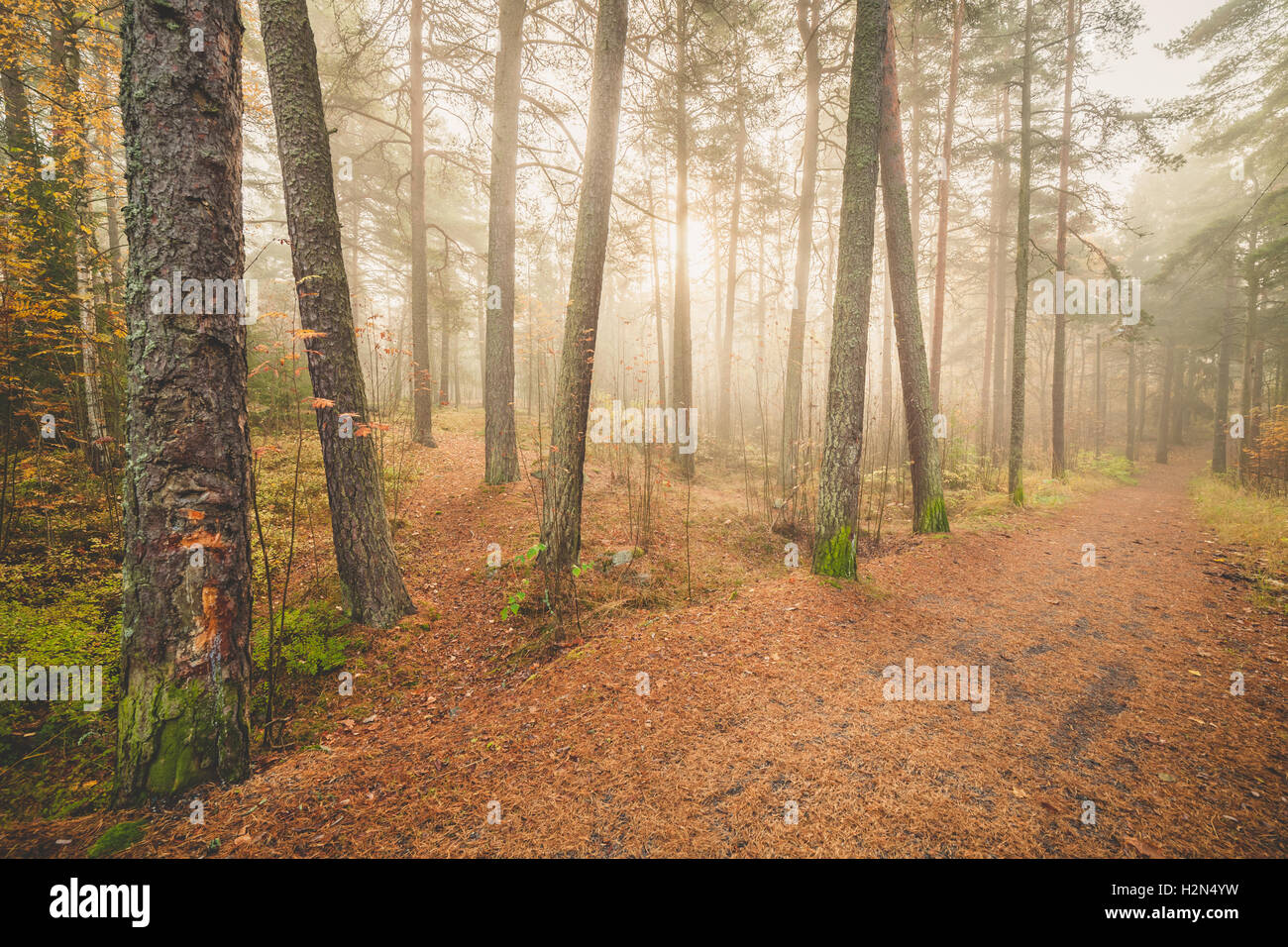 Foggy morning sun light forest Stock Photo - Alamy