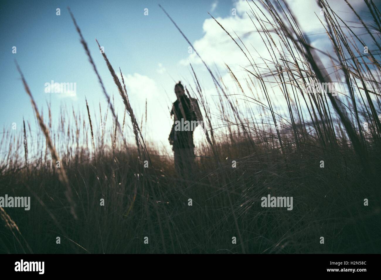 Tall grass and silhouette hi-res stock photography and images - Alamy