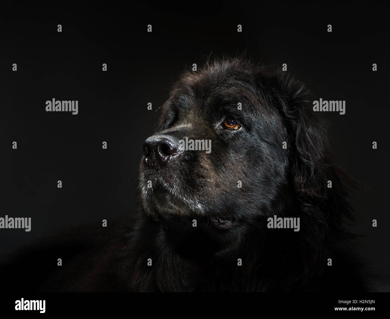 Portrait of big black water-dog, studio shooting, isolated on dark ...