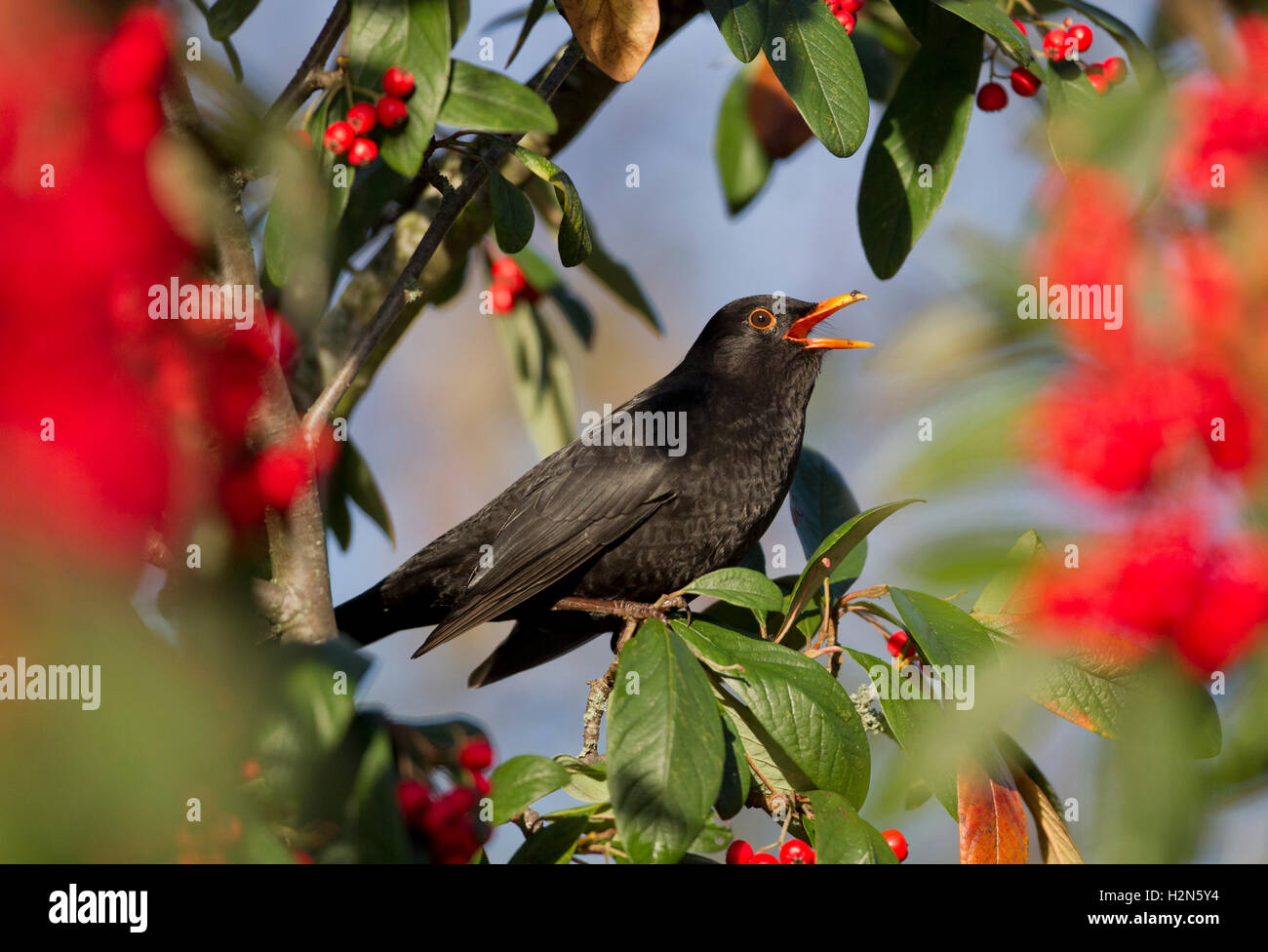 Blackbird, turdus merula, enjoying berries Stock Photo