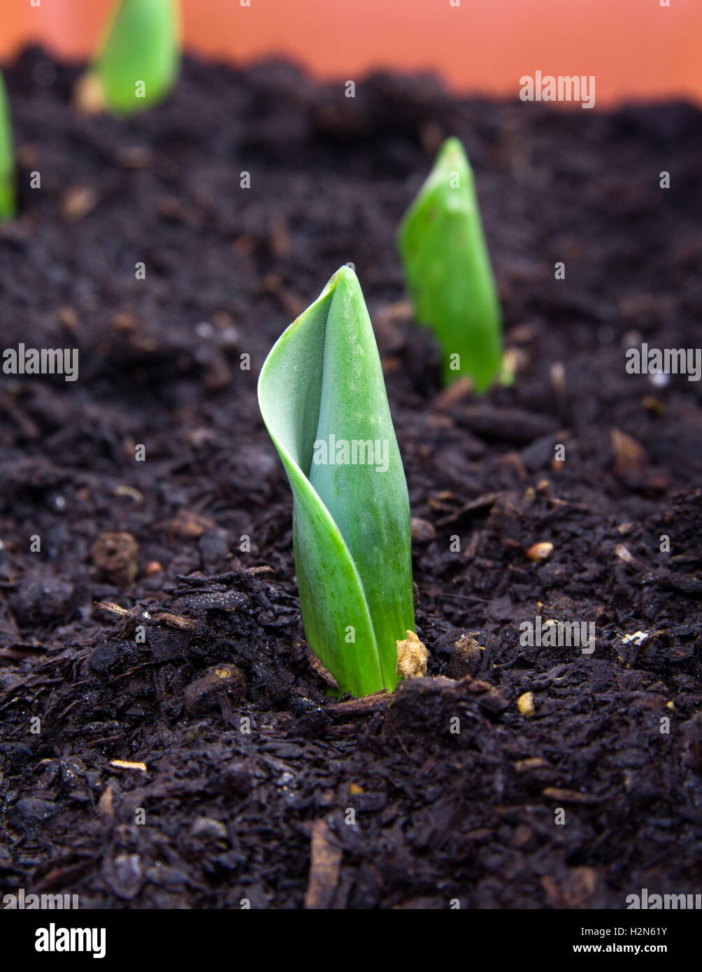 growing tulip plant,shallow DOF Stock Photo Alamy