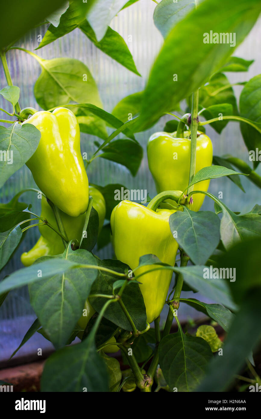 Organic bell pepper growing in garden. Cultivated fresh vegetables