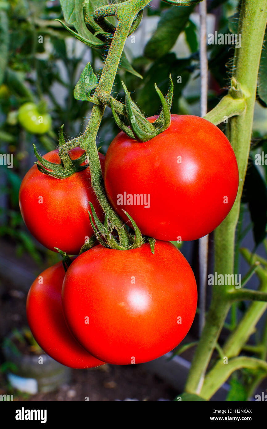 Ripe red tomato growing in vegetable garden. Tomato growing in open ground. Healthy food concept. Stock Photo