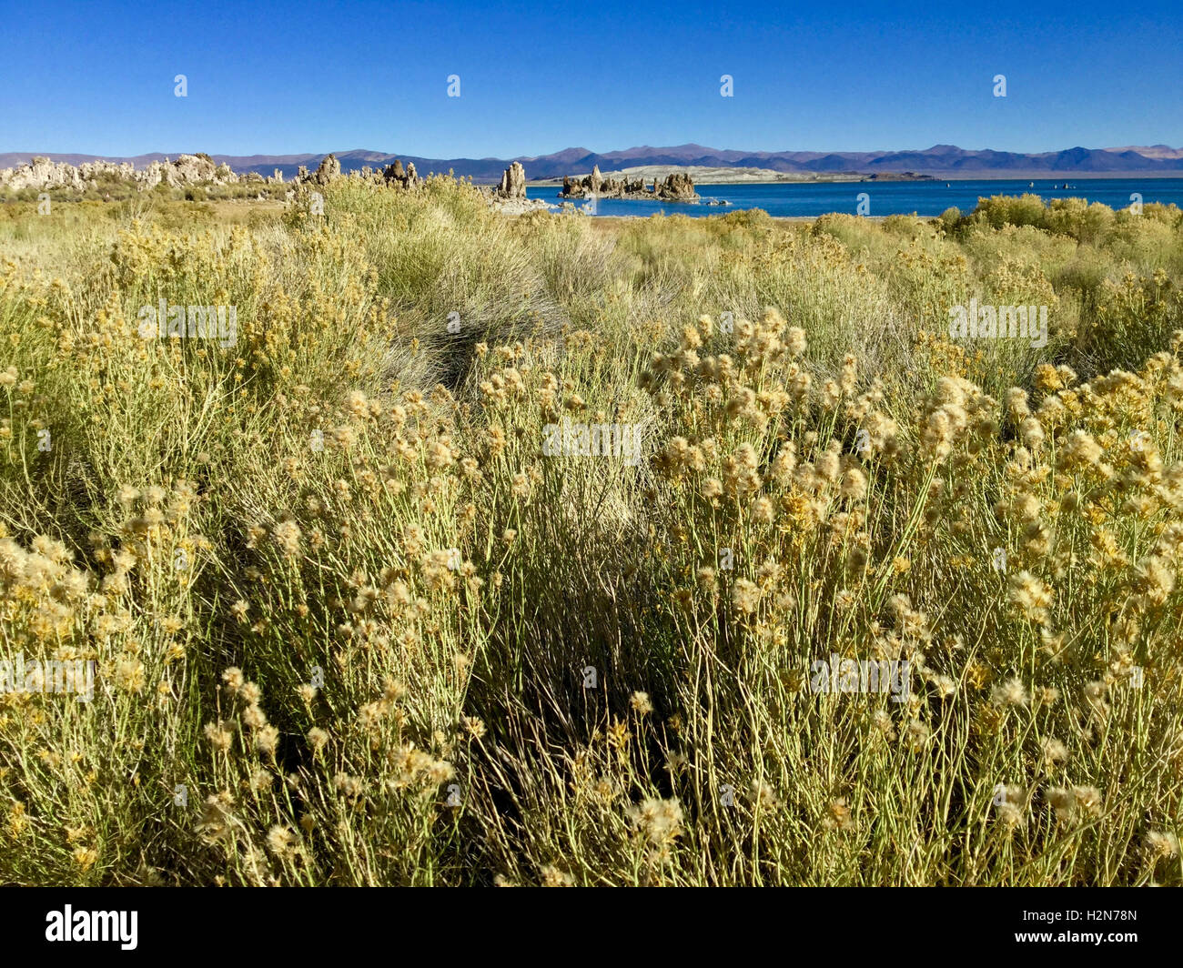 Scenic view of the desert vegetation and Tufa towers at Mono Lake, California Stock Photo