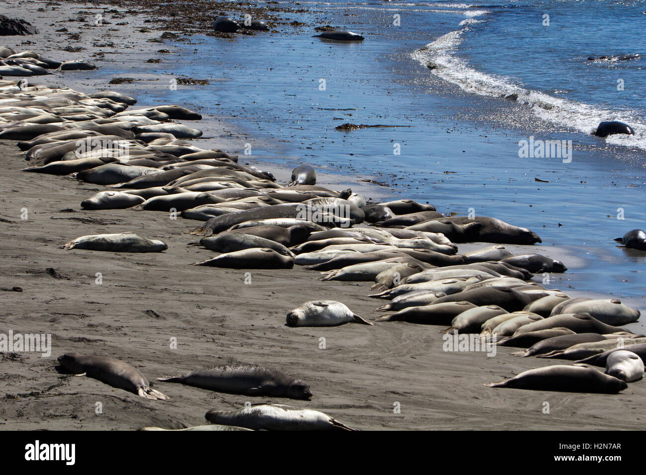 Northern elephant seals on the beach near San Simeon, California Stock