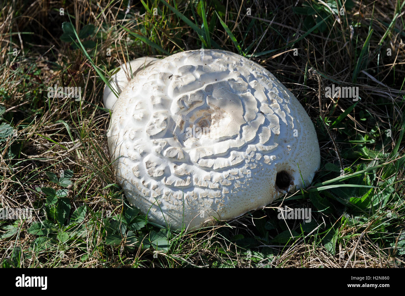 Giant Puffball Mushroom (Calvatia gigantea) beginning to decay. Stock Photo