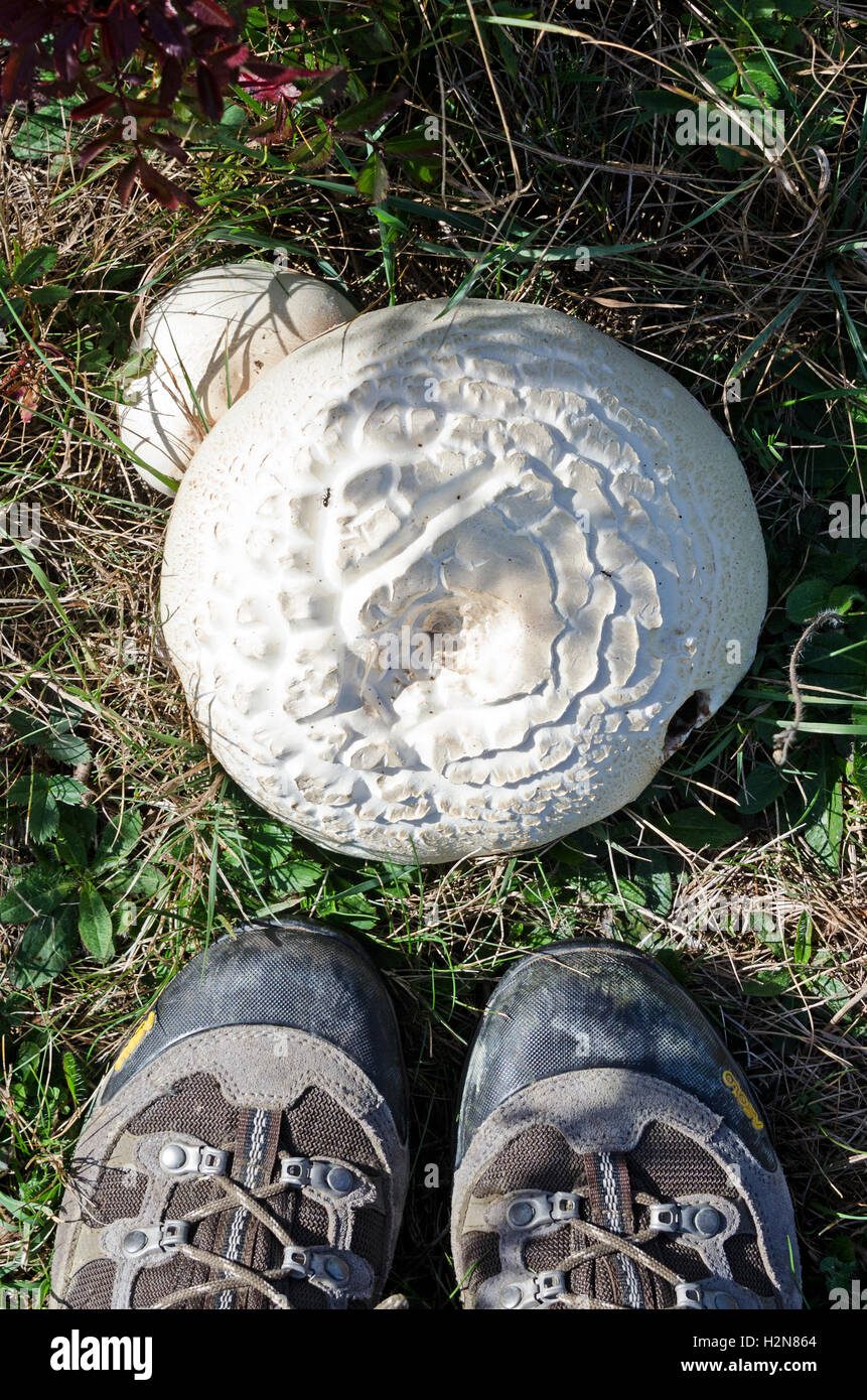 Giant Puffball Mushroom (Calvatia gigantea) with hiking boots for scale. Stock Photo