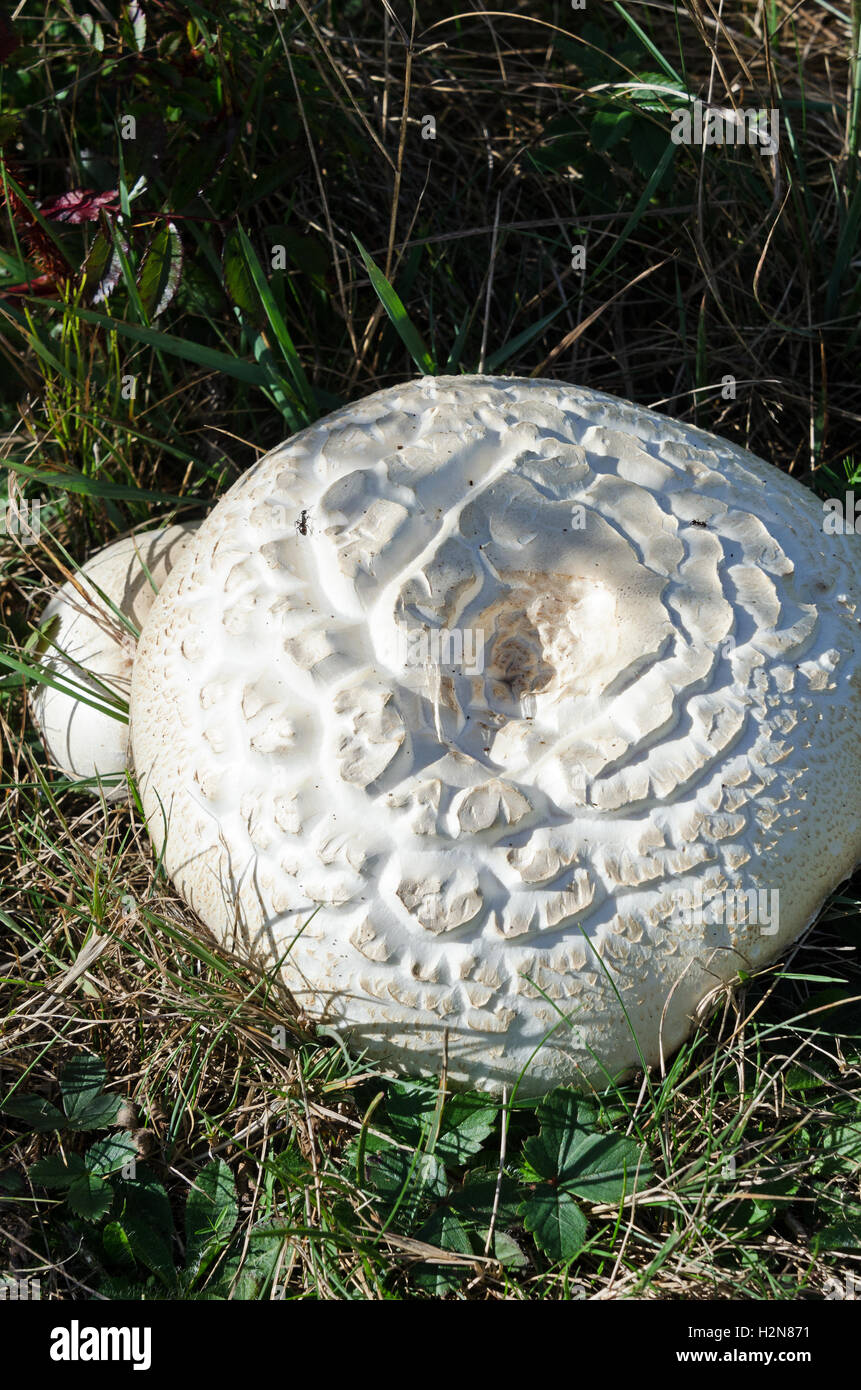 A Giant Puffball Mushroom (Calvatia gigantea). Stock Photo