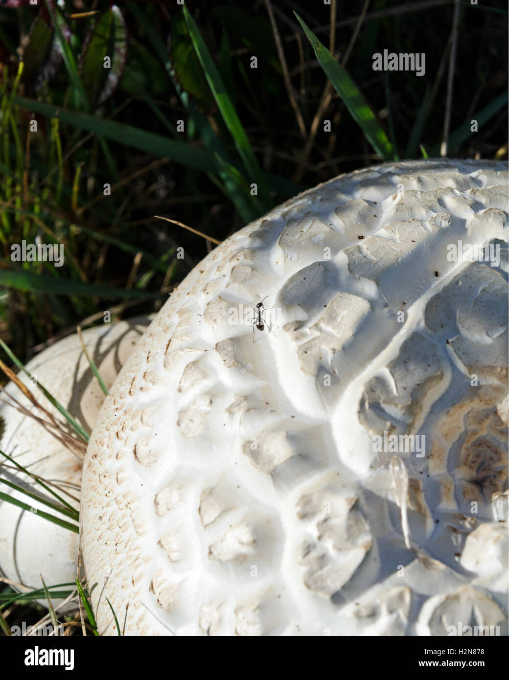 Close-up view of a Giant Puffball Mushroom (Calvatia gigantea) beginning to decay. Stock Photo