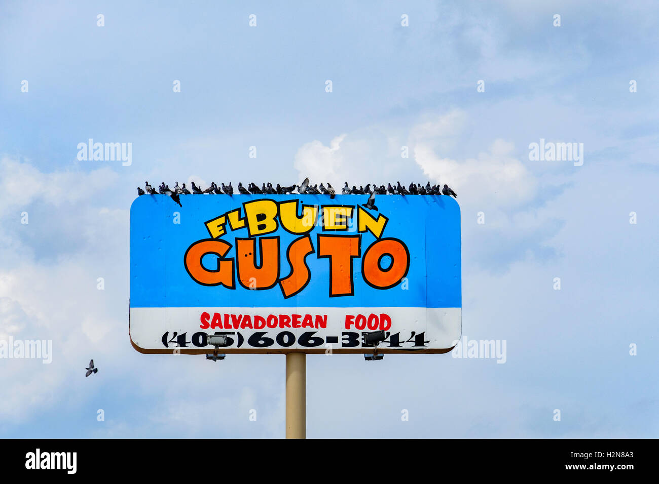 Pigeons or rock doves, Columba livia, flock on the pole sign of El Buen Gusto, 2116 SW 74th, Oklahoma City, Oklahoma, USA. Stock Photo