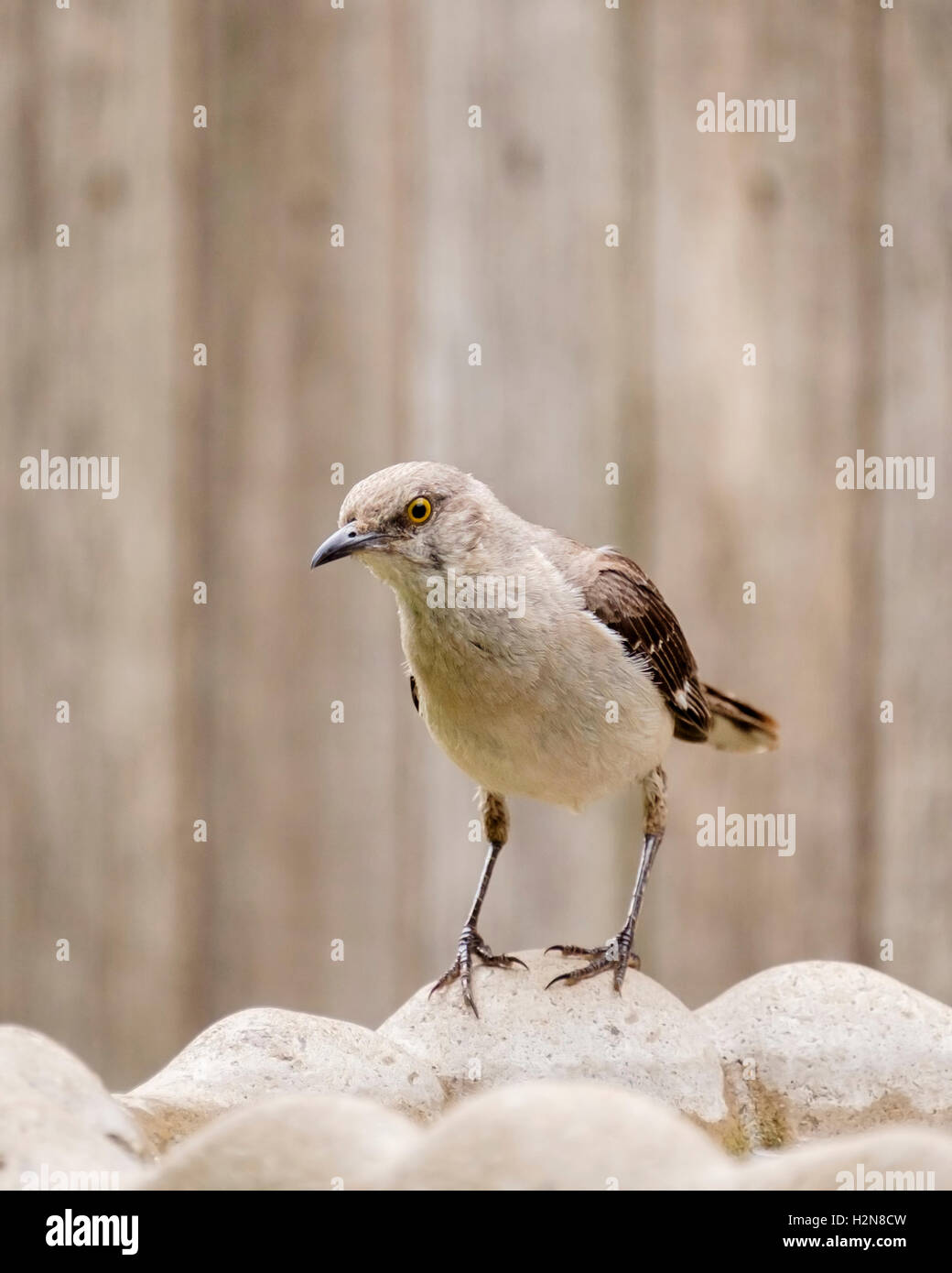 An immature fledgling Northern Mockingbird, Mimus pollyglottos