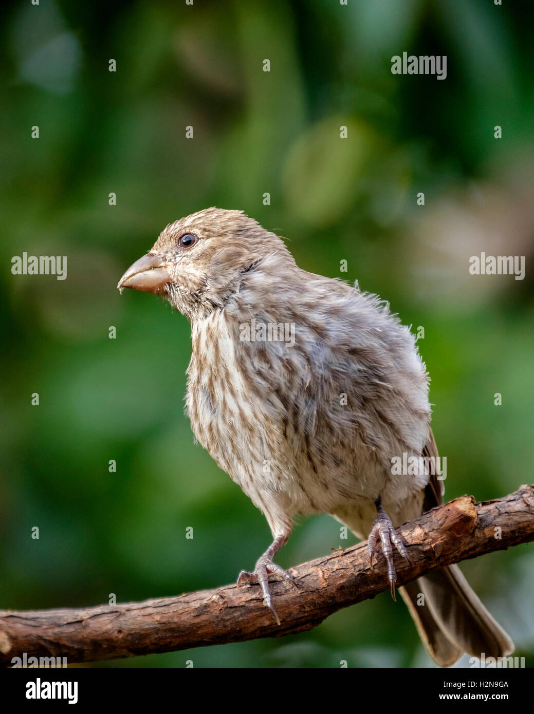 A female immature fledgling House Finch, Haemorhous mexicanus, perched