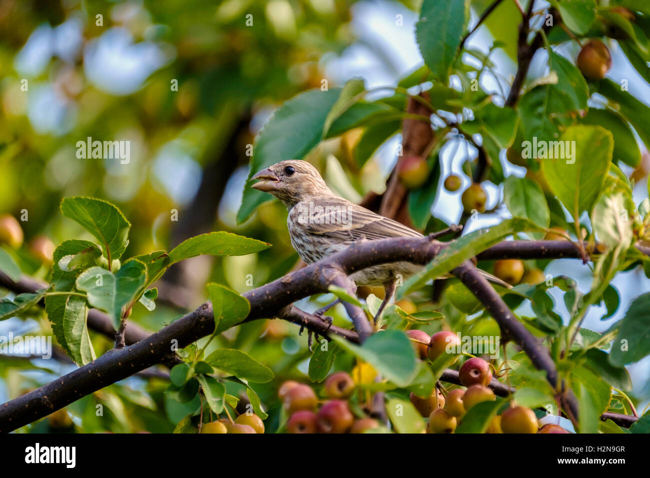 A female immature fledgling House Finch, Carpodacus mexicanus, perched in a crabapple tree