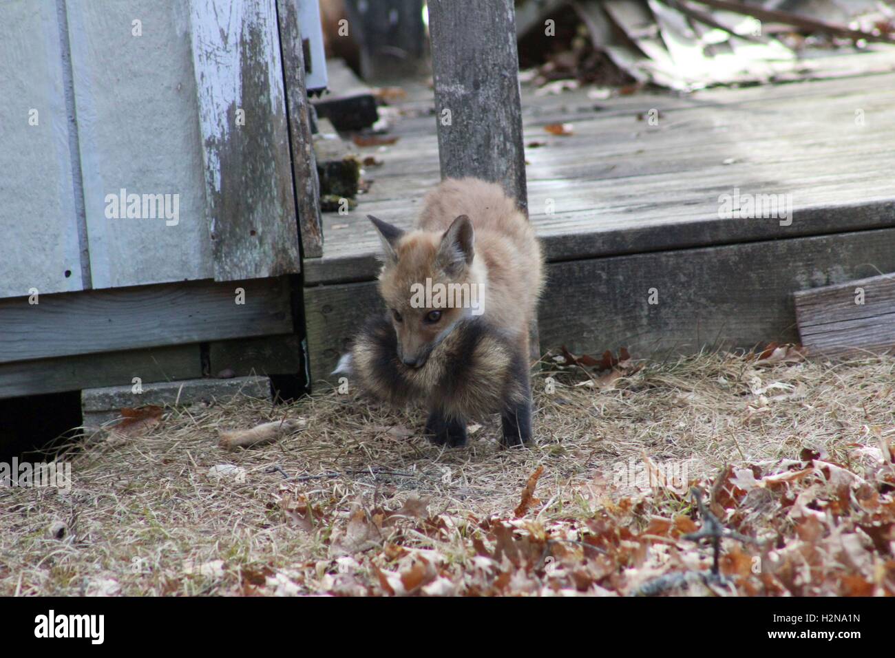 Fox Kit With A Raccoon Tail In His Mouth Stock Photo
