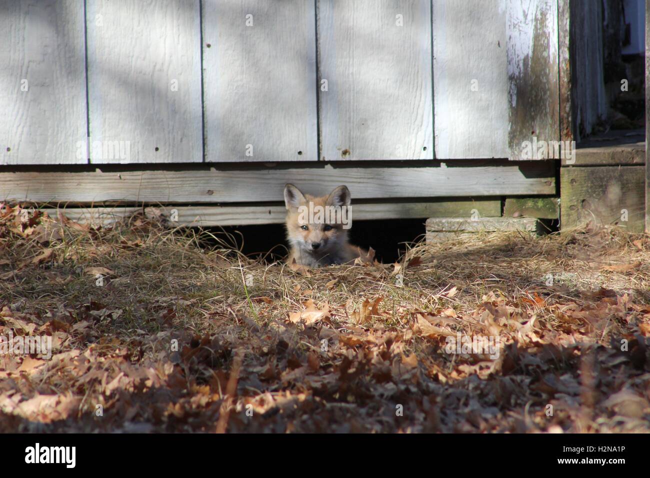 Fox Kit Watching From The Safety Of His Den Stock Photo