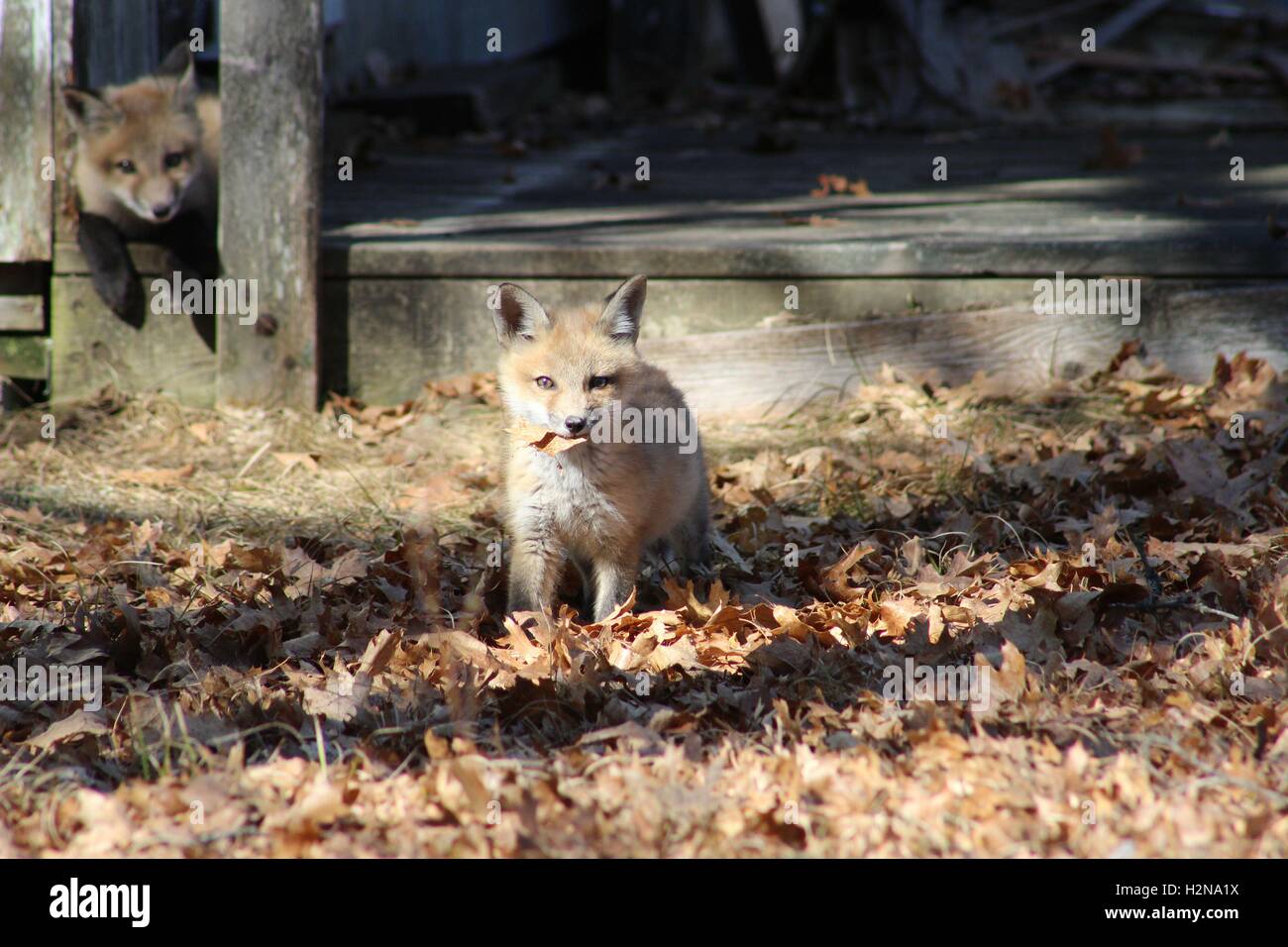 Young Fox Playing With Leaves Stock Photo