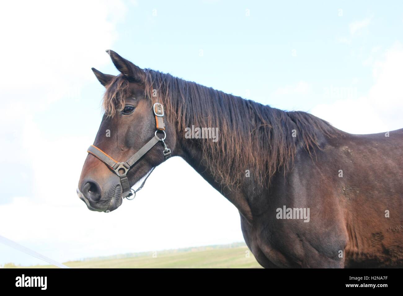 Brown horse torso Stock Photo