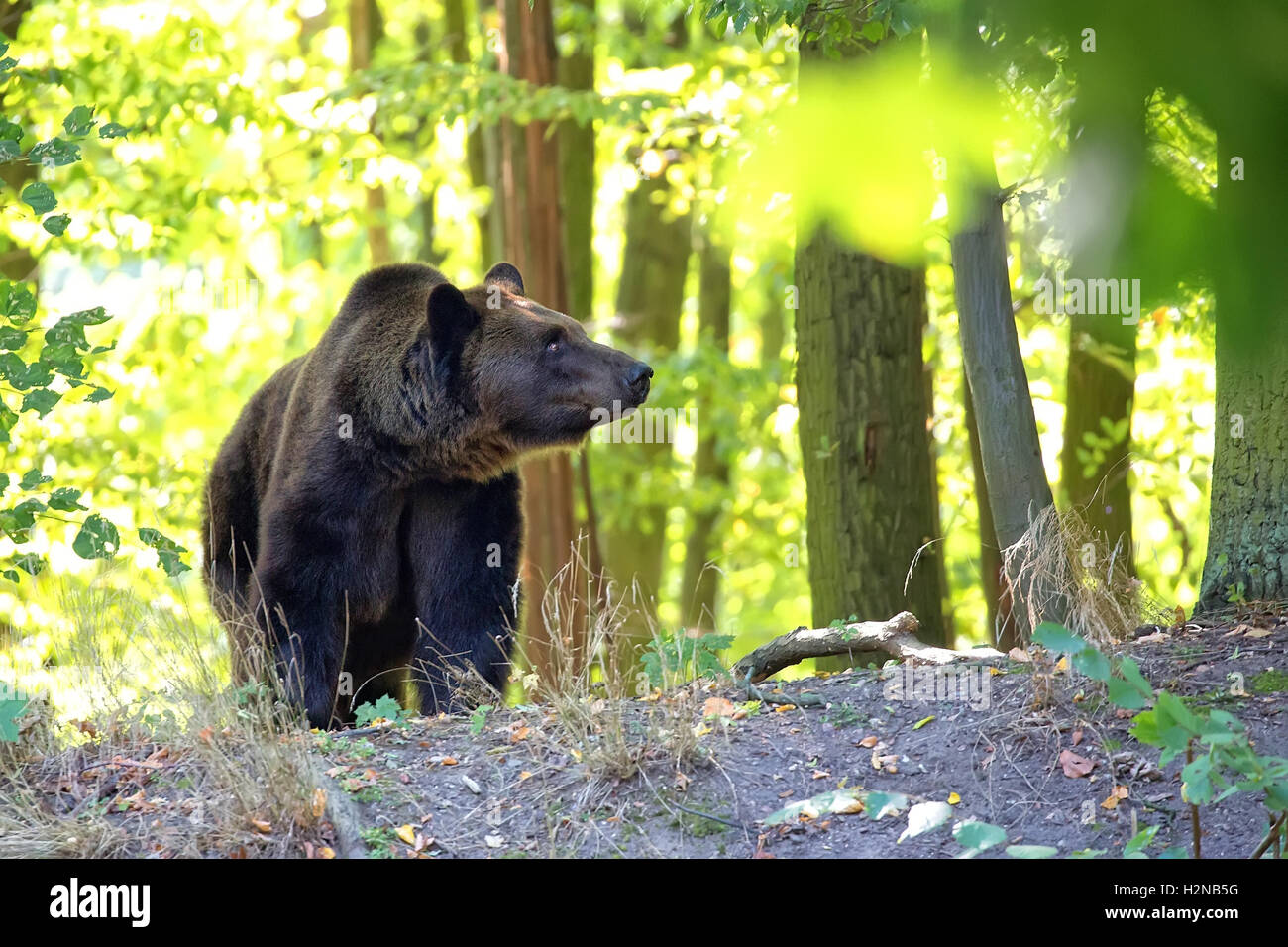 Brown bear in the forest in the wild Stock Photo - Alamy