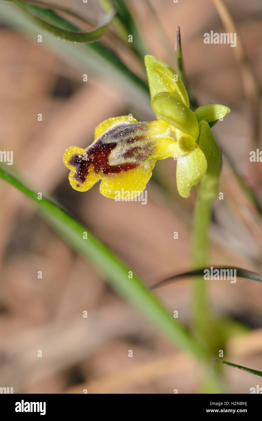 Ophrys lutea galilaea Subspecies of Yellow Bee Orchid from Cyprus Stock Photo