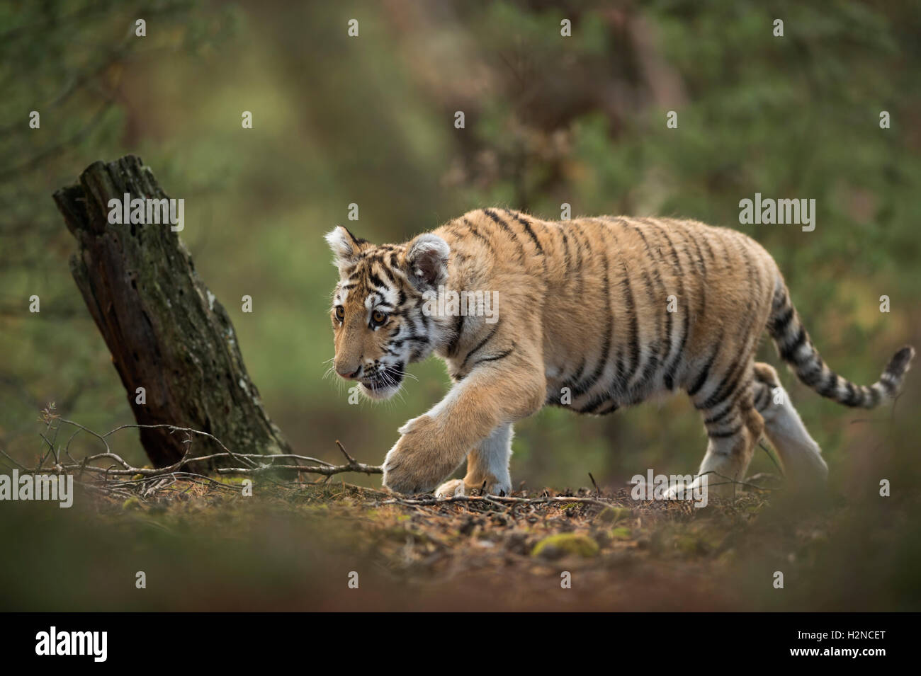 Royal Bengal Tiger / Koenigstiger ( Panthera tigris ), natural morph, cute young animal, sneaking through the woods. Stock Photo