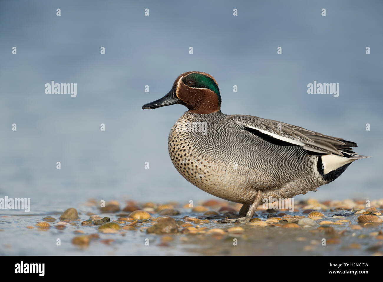 Teal ( Anas crecca ), male drake, in colorful breeding dress, standing on a mussel bank in wadden sea, full body, side view. Stock Photo